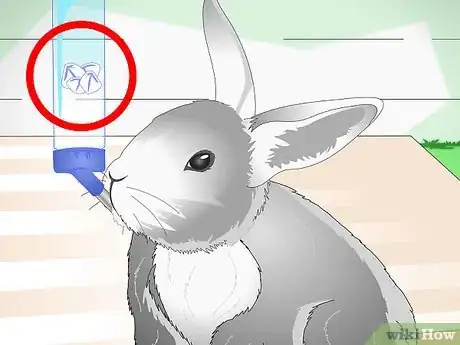 Imagen titulada Keep Pet Rabbits Cool Step 7