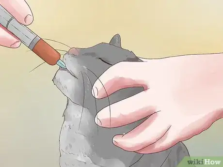 Imagen titulada Treat Epilepsy in Cats Step 8