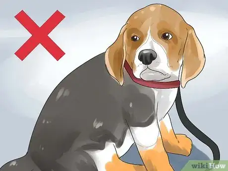 Imagen titulada Take Care of a Beagle Puppy Step 15