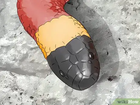 Imagen titulada Tell the Difference Between a Milk Snake and a Coral Snake Step 6