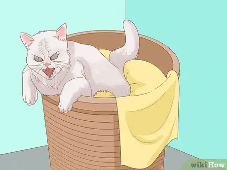 Imagen titulada Apologize to a Cat Step 1