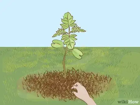 Imagen titulada Grow a Jacaranda Tree Step 9