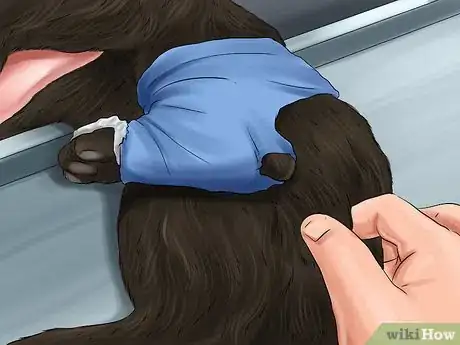 Imagen titulada Diagnose and Treat Dislocated Joints in Cats Step 8