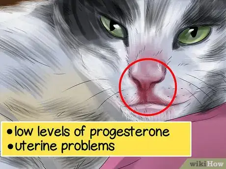 Imagen titulada Help Your Cat Who Had a Miscarriage Step 4