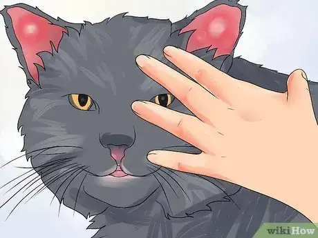 Imagen titulada Treat Ear Haematomas in Cats Step 1