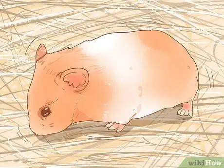 Imagen titulada Care for Your Pregnant Hamster Step 1