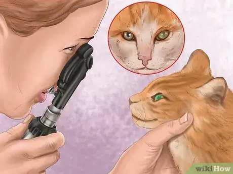 Imagen titulada Diagnose Feline Cataracts Step 2