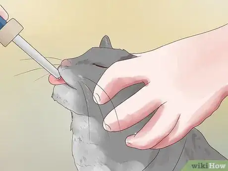 Imagen titulada Treat Epilepsy in Cats Step 3