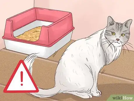 Imagen titulada Get a Cat to Stop Meowing Step 17