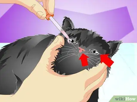 Imagen titulada Vaccinate a Kitten Step 14