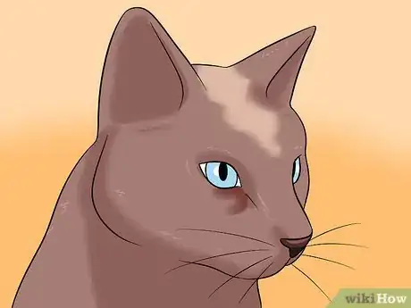 Imagen titulada Diagnose Eyelid Conditions in Cats Step 14