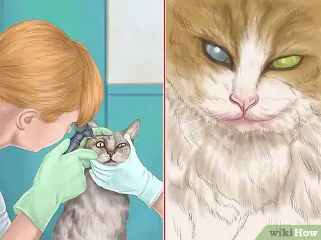 Imagen titulada Diagnose Feline Cataracts Step 7
