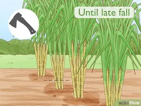 Imagen titulada Harvest Sugar Cane Step 8
