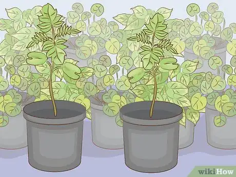 Imagen titulada Grow a Jacaranda Tree Step 1