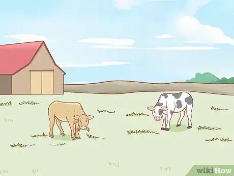 Imagen titulada Care for Cattle Step 1