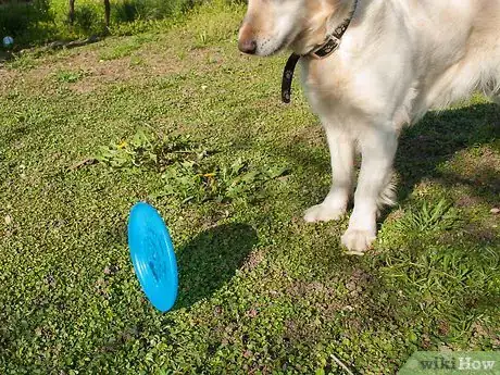 Imagen titulada Teach a Dog How to Catch a Frisbee Step 3