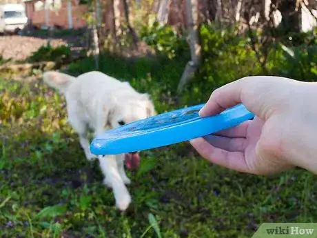 Imagen titulada Teach a Dog How to Catch a Frisbee Step 8