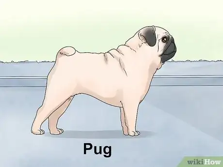 Imagen titulada Identify a Mastiff Step 22