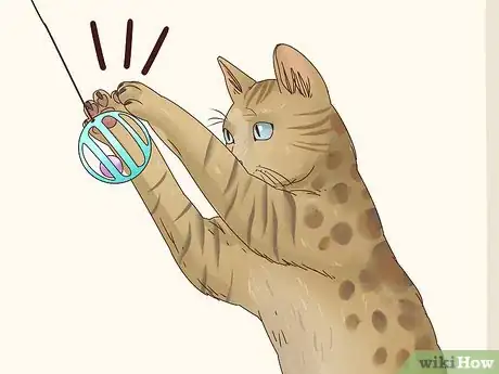 Imagen titulada Identify a Bengal Cat Step 4