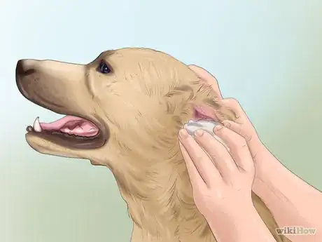 Imagen titulada Groom a Dog Step 7