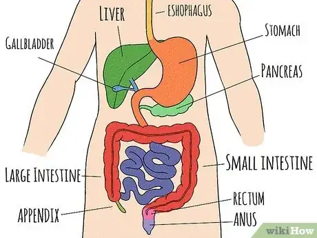 Imagen titulada Draw a Model of the Digestive System Step 14