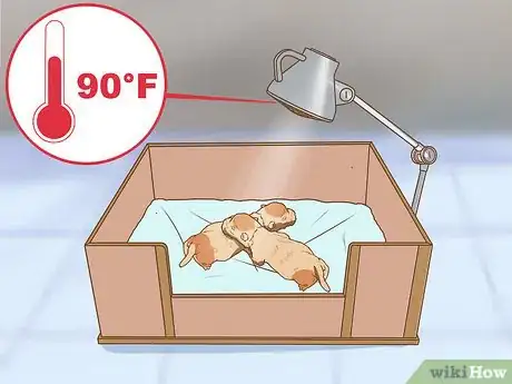 Imagen titulada Whelp and Raise a Premature Puppy Step 9