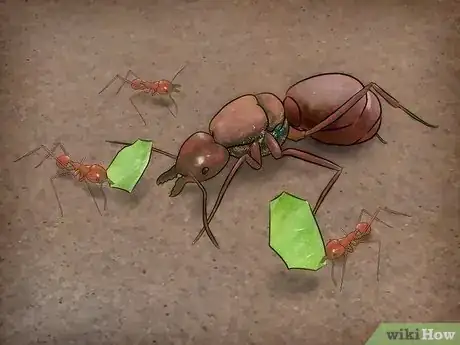 Imagen titulada Identify a Queen Ant Step 1
