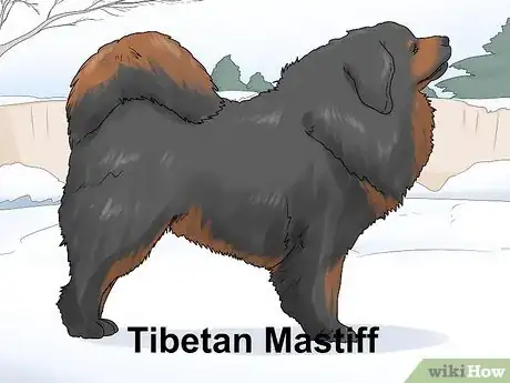 Imagen titulada Identify a Mastiff Step 17