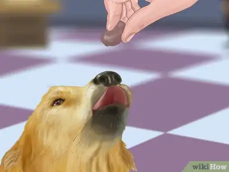 Imagen titulada Express a Dog's Anal Gland Step 16