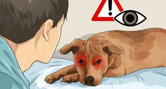 ayudar a un perro con cataratas