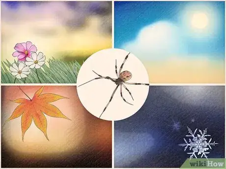 Imagen titulada Identify a Brown Widow Spider Step 10