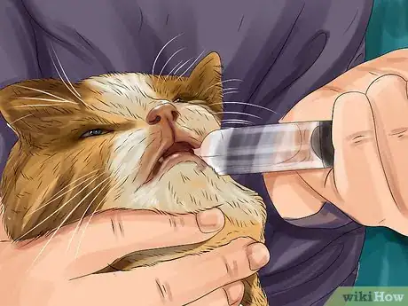 Imagen titulada Give Gabapentin to Cats with Cancer Step 3