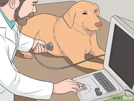 Imagen titulada Breed Labradors Step 17