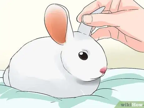 Imagen titulada Clean Your Rabbit's Ears Step 3