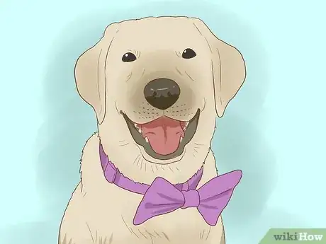 Imagen titulada Make Dog Clothes Step 8