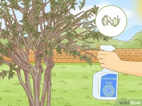 Imagen titulada Grow Crepe Myrtle Step 14