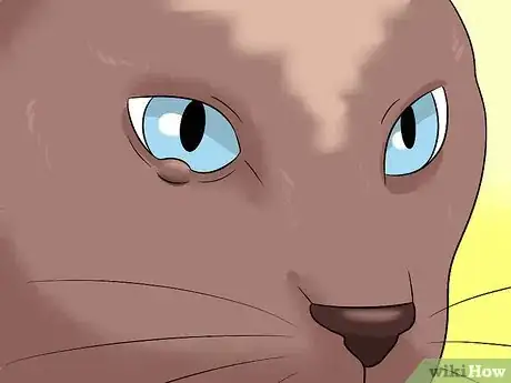 Imagen titulada Diagnose Eyelid Conditions in Cats Step 11