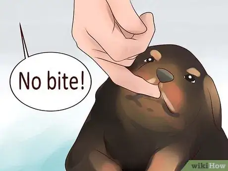 Imagen titulada Train Your Rottweiler Puppy With Simple Commands Step 6