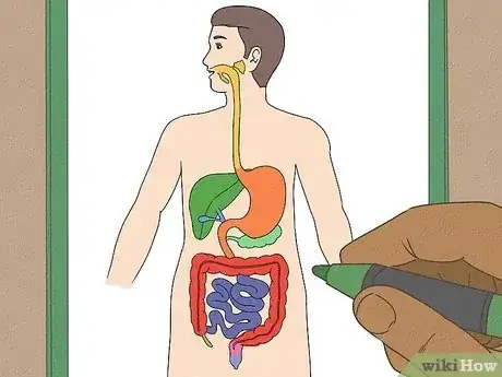 Imagen titulada Draw a Model of the Digestive System Step 13