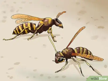 Imagen titulada Kill a Bee Step 1