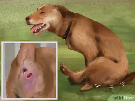 Imagen titulada Express a Dog's Anal Gland Step 1