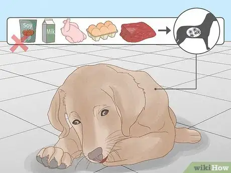 Imagen titulada Stop a Dog from Licking Its Paws with Home Remedies Step 8