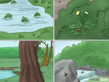 Imagen titulada Identify a Nursery Web Spider Step 10
