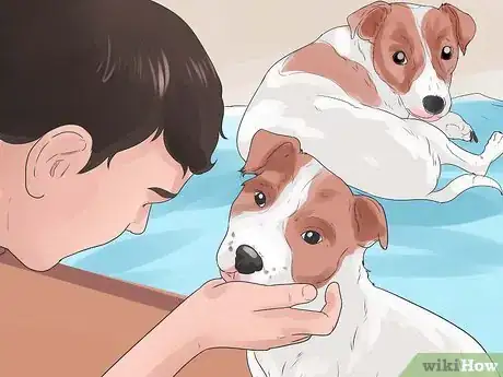 Imagen titulada Stop Howling Dogs Step 10