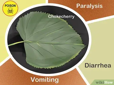 Imagen titulada Identify Trees by Leaves Step 15