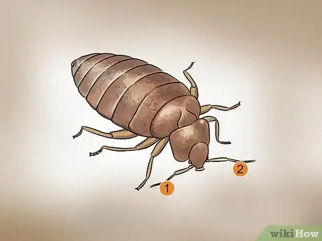 Imagen titulada Recognize Bed Bugs Step 5