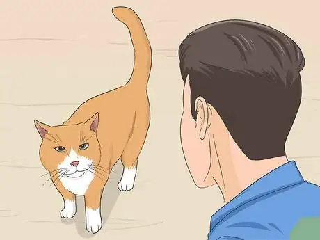 Imagen titulada Tame a Feral Cat Step 5