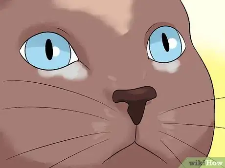 Imagen titulada Diagnose Eyelid Conditions in Cats Step 18