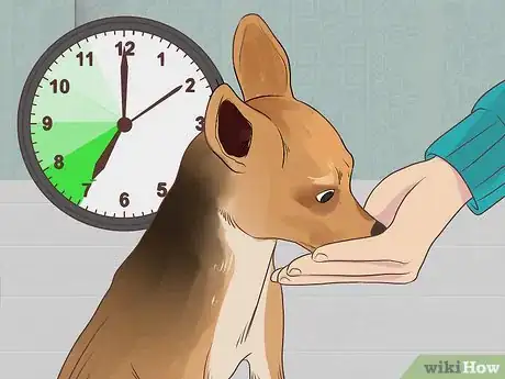 Imagen titulada Feed a Pregnant Dog Shortly Before Labor Step 2
