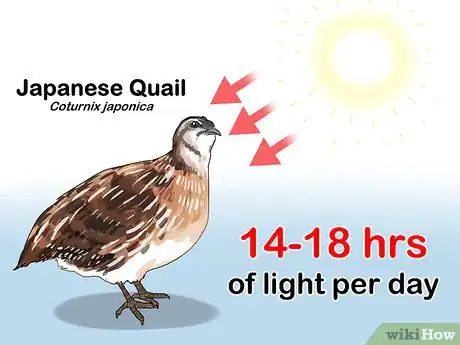 Imagen titulada Build a Quail Habitat Step 3